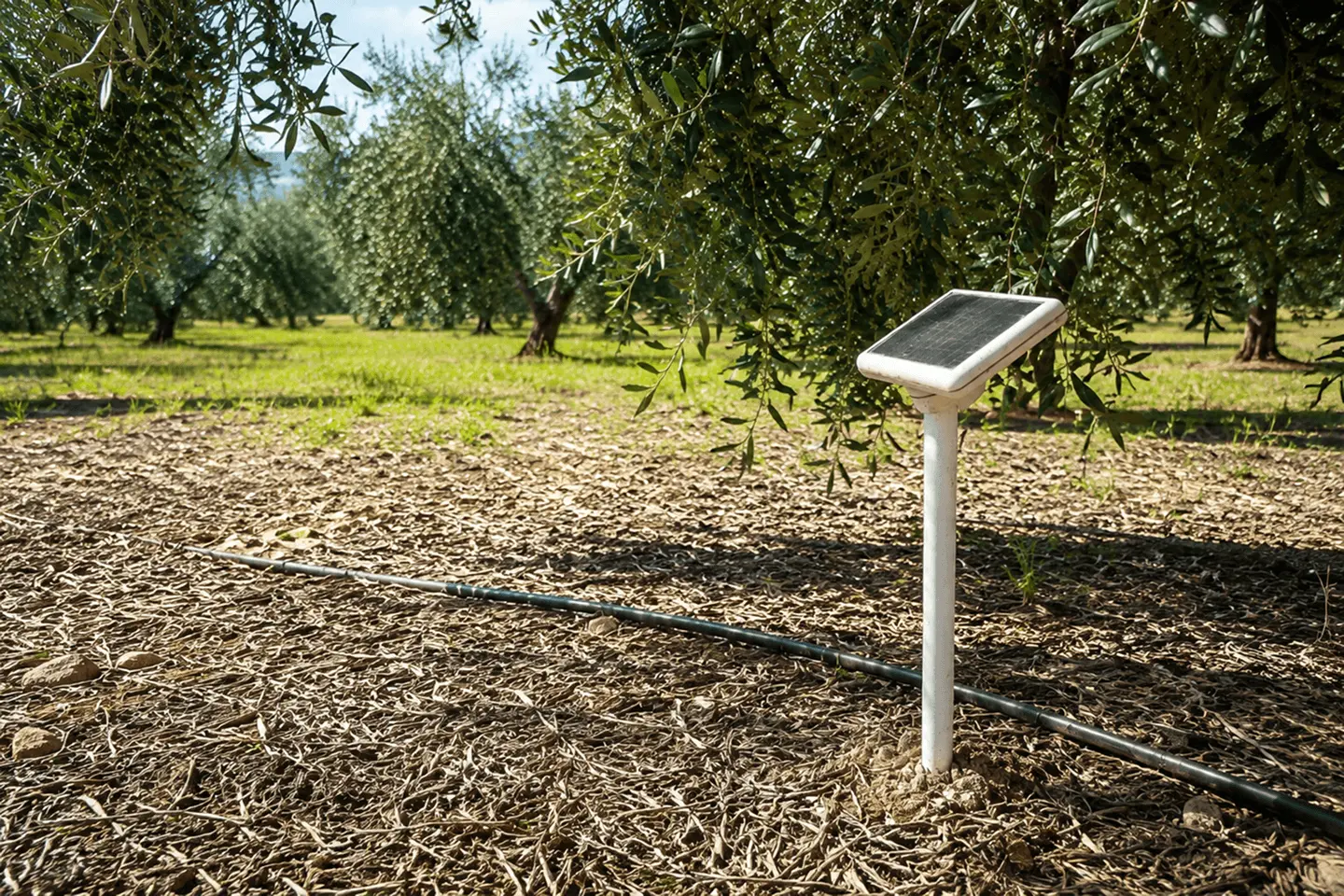 Agroop field monitoring device installed in an olive orchard