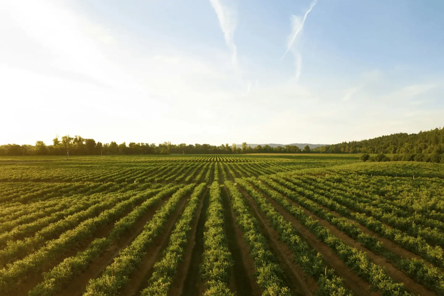 Green agricultural field ready for an Agroop irrigation assessment