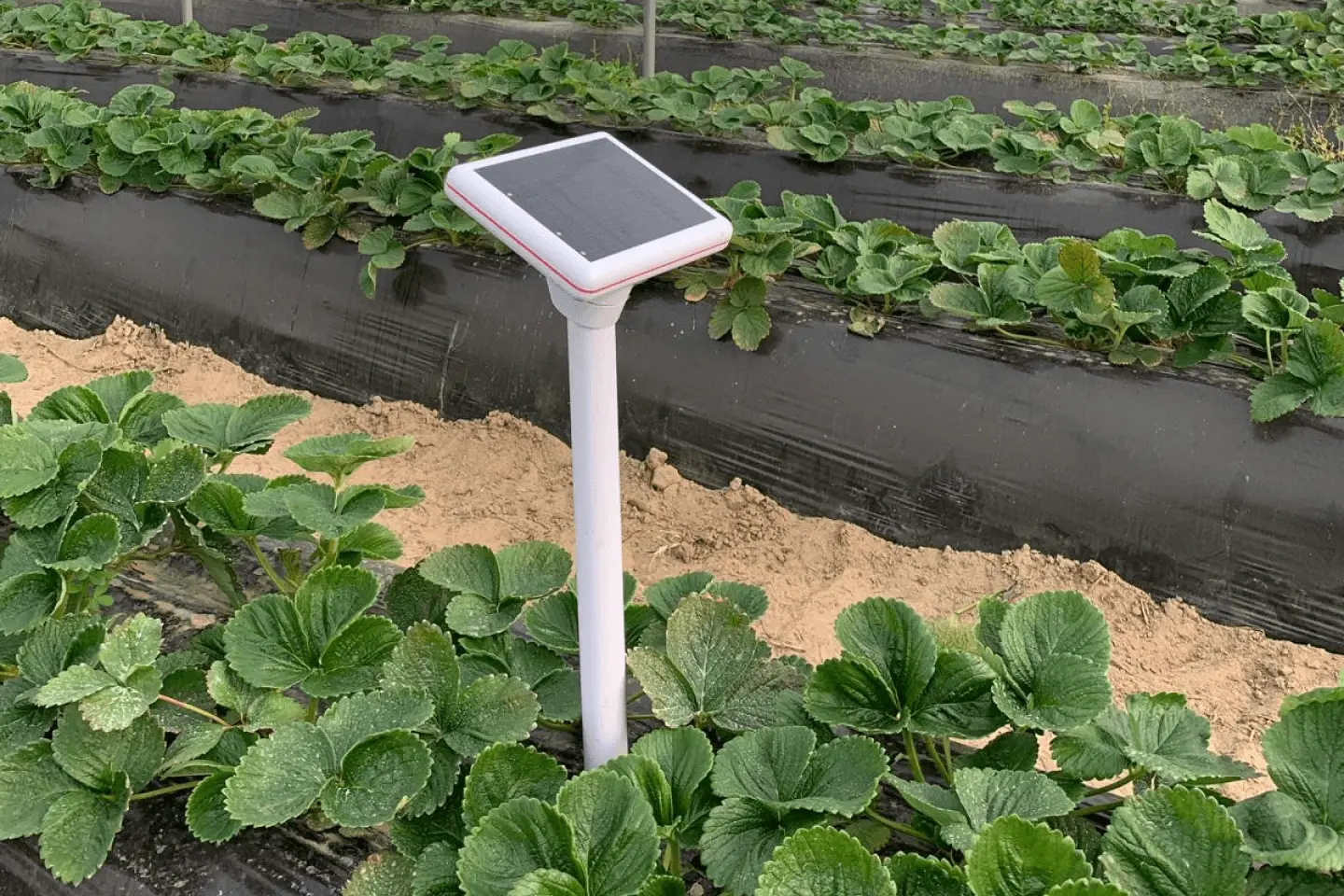 When to irrigate