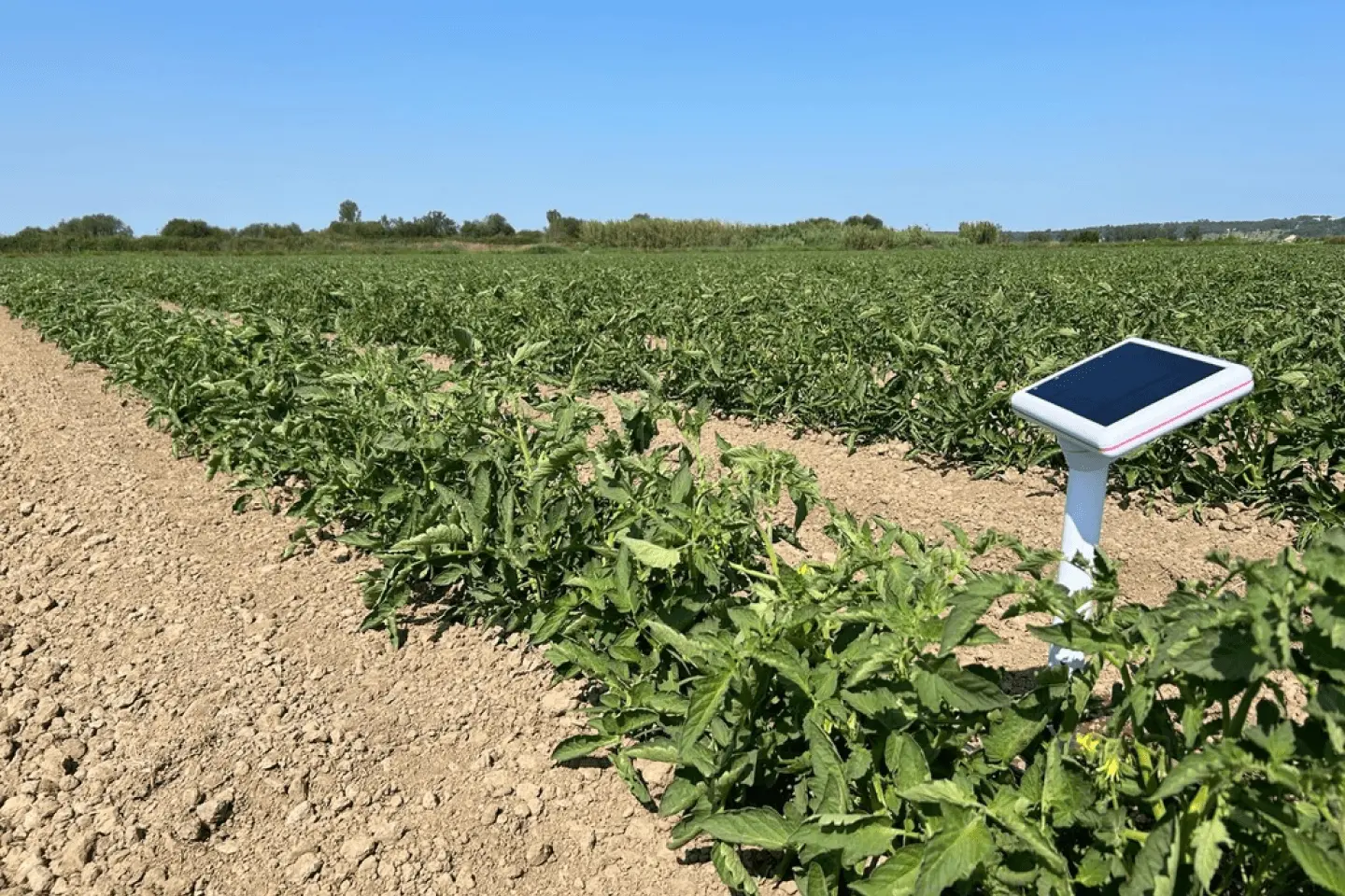Agroop irrigation monitoring device installed in a tomato field