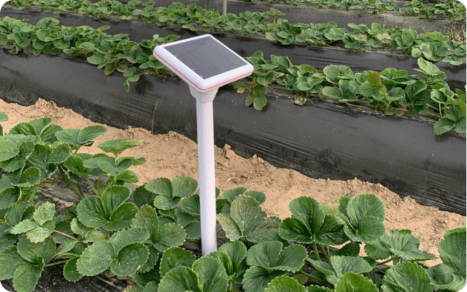 Agroop soil monitoring device installed among strawberry plants